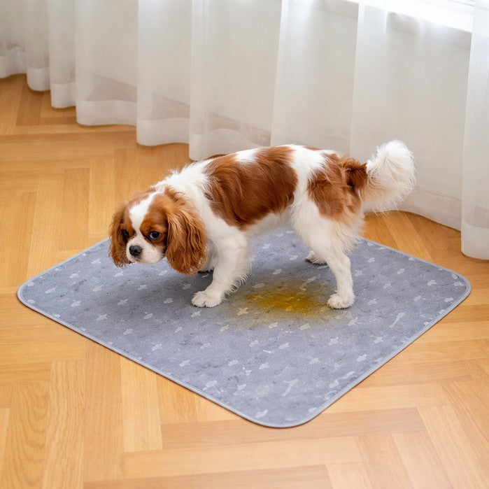 purelaxio_cane2_pipi_699x699.jpg__PID:d2891887-e999-456e-8f5d-c9d2bebdd0fa